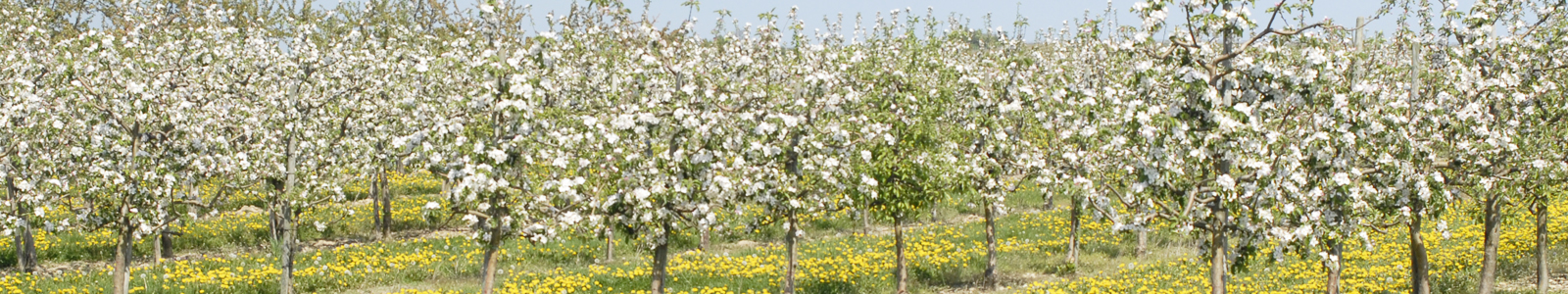 Blühende Obstbäume ©Feuerbach